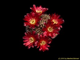 Sulcorebutia tarijensis ssp. carichimayuensis HE223-3 2064